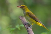 11_DSC3647_Golden_Oriole_ooor_100pc