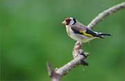 06_DSC5172_Goldfinch_tonight_guest_68pc