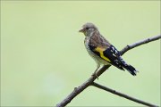 06_DSC6009_Goldfinch_little_one_83pc