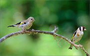 06_DSC6411_Goldfinch_comrades_94pc