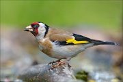 22_DSC4254_European_Goldfinch_lull_80pc