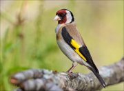 22_DSC5592_European_Goldfinch_ordinance_85pc