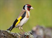 22_DSC5603_European_Goldfinch_order_79pc