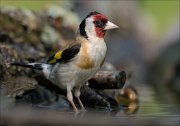 22_DSC5613_European_Goldfinch_trooper_85pc