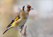 23_DSC0372_European_Goldfinch_cinder_78pc