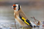 23_DSC0493_European_Goldfinch_boggy_94pc