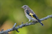 23_DSC8022_European_Goldfinch_lad_51pc