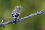 23_DSC8024_European_Goldfinch_shaver_50pc