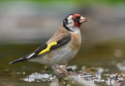 24_DSC9915_European_Goldfinch_cutout_72pc