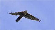 02_DSC8369_Goshawk_juv_above_me_27pc