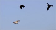 03_DSC8749_Goshawk_runaway_68pc