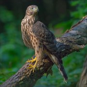 11_DSC5844_Goshawk_phantom_of_the_forest214pc