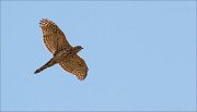 12_DSC0755_Goshawk_marauder_11pc