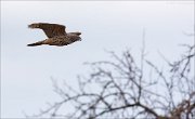 12_DSC3511_Goshawk_aviate_30pc