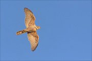 22_DSC0401_Northern_Goshawk_scheduler_29pc