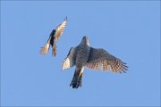 23_DSC2642_Northern_Goshawk_press_11pc