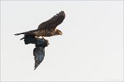 23_DSC7431_Northern_Goshawk_wingbeats_33pc