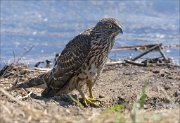 23_DSC8816_Northern_Goshawk_sickness_90pc