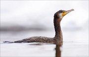 05_DSC1359_Great_Cormorant_104pc