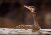 05_DSC1365_Great_Cormorant_after_wintering_72pc