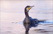 05_DSC1602_Great_Cormorant_colour_wave_87pc