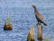 20_DSC2043_Great_Cormorant_despondency_45pc