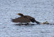 20_DSC2081_Great_Cormorant_shaver_50pc