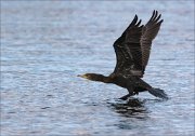 20_DSC2087_Great_Cormorant_gapon_50pc