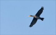 20_DSC9879_Great_Cormorant_incongruous_21pc