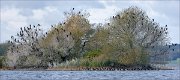 21_DSC3261_Great_Cormorant_isle_118pc