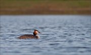 07_DSC5222_Great_Crested_Grebe_floating_62pc