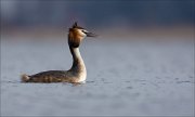 16_DSC8686_Great_Crested_Grebe_plea_44pc