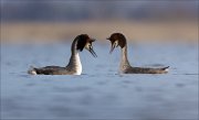 16_DSC8691_Great_Crested_Grebe_fling_20pc