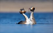 16_DSC8798_Great_Crested_Grebe_gift_30pc