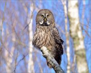 03_DSC2474_Great_Grey_Owl_The_Queen_of_birch_bogs_68pc