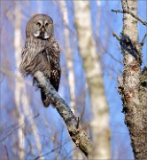 03_DSC2482_Great_Grey_Owl_mireland_pan_100pc