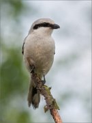 01_DSC0667_Grey_Shrike_on_light_bg_55pc