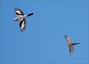 18_DSC5760_Great_Grey_Shrike_ft_White_Wagtail_slap_20pc