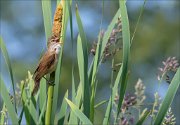 12_DSC6342_Great_Reed_Warbler_volume_30pc