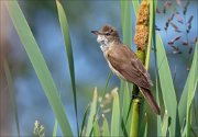 12_DSC6345_Great_Reed_Warbler_bearded_15pc