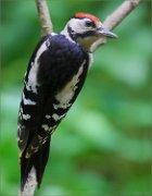 02_DSC0767_Great_Spotted_Woodpecker_juv_huge_panoramic_view_169pc