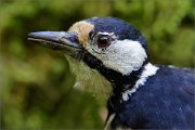 02_DSC0783_Great_Spotted_Woodpecker_portrait_in_low_light_100pc