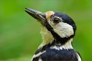 02_DSC0786_Great_Spotted_Woodpecker_female_portait_on_high_ISO_100pc