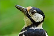 02_DSC0786_Great_Spotted_Woodpecker_female_portait_on_high_ISO_100pc
