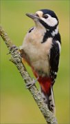 02_DSC9793_Great_Spotted_Woodpecker_female_on_thin_perch_91pc