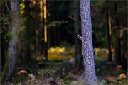 05_DSC6999_Great_Spotted_Woodpecker_in_dusk_100pc