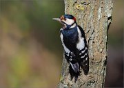 07_DSC1220_Great_Spotted_Woodpecker_grumble_83pc