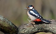 07_DSC1226_Great_Spotted_Woodpecker_jumper_80pc