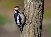 07_DSC2064_Great_Spotted_Woodpecker_classy_74pc