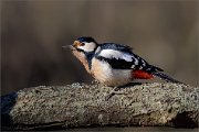 07_DSC2169_Great_Spotted_Woodpecker_lean_against_75pc